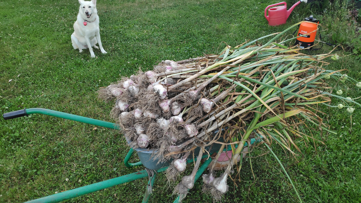 Собрали с Белкой урожай! Фото автора