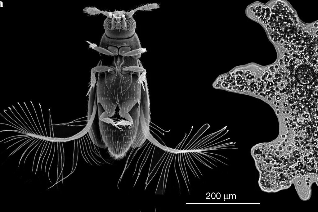     "Оперенные" жуки демонстрируют новый принцип полета
