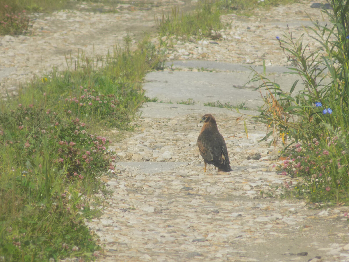 Молодой лунь