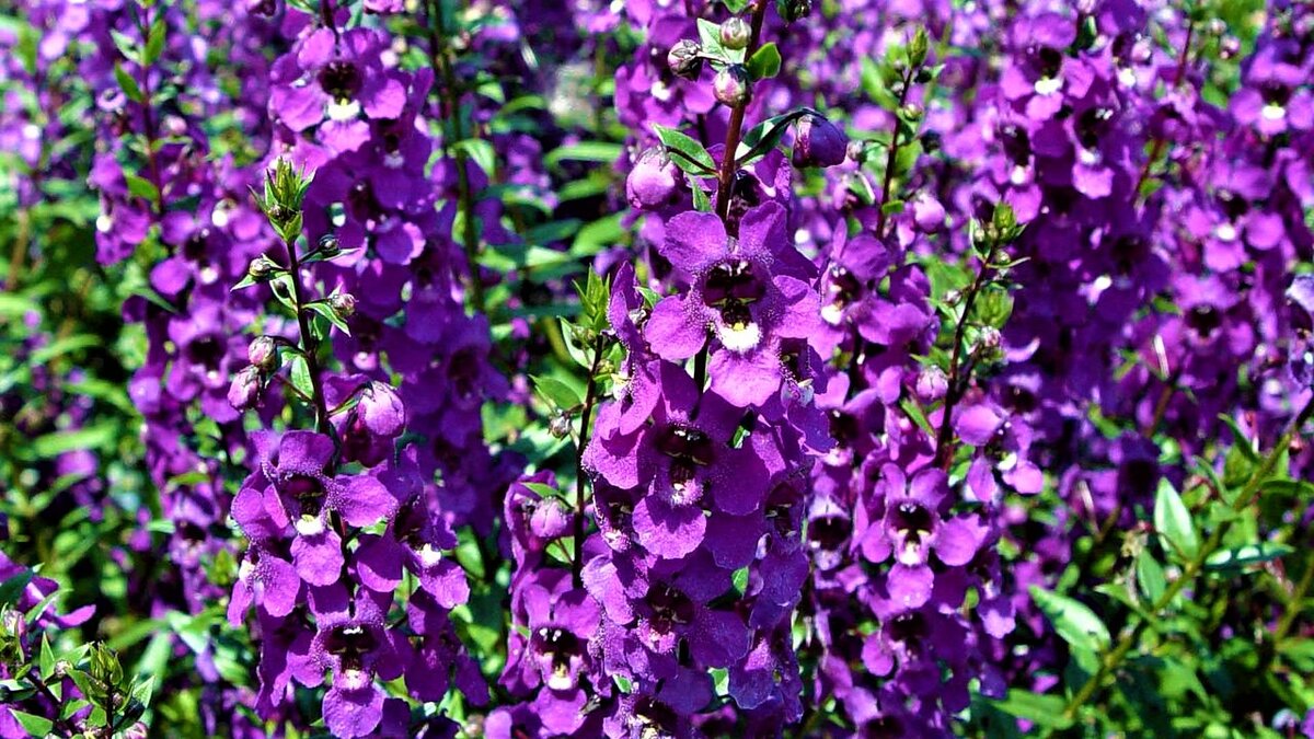 Angelonia angustifolia