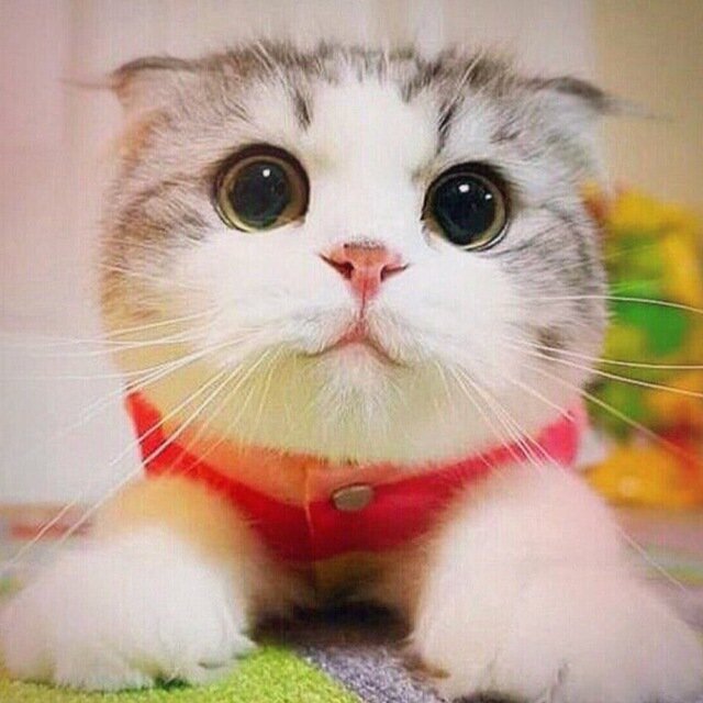 Источник https://trikky.ru/wp-content/blogs.dir/1/files/2021/12/30/chat-avatar-136.jpg