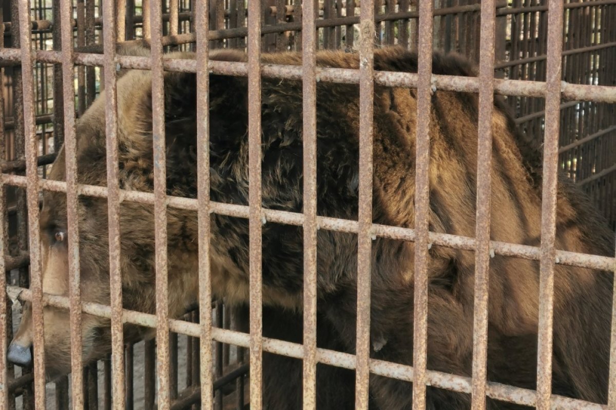    Свой новый дом ждет медведь по кличке Винни-Пух.