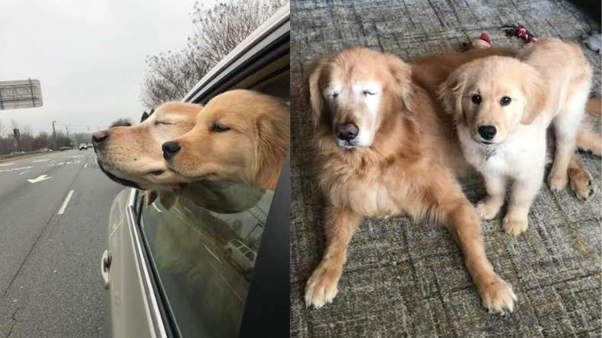 Щенок стал поводырем для взрослого слепого пса | Питомцы Mail.ru | Дзен