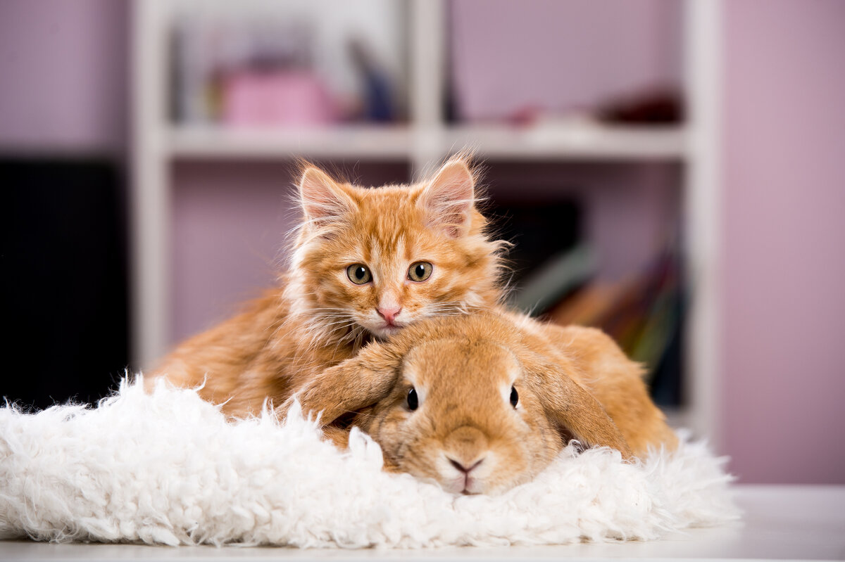 Red pets. Кот и кролик. Котята и крольчата. Кролик и котенок. Кот и кролик фото.