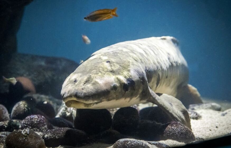    Ученые подтвердили возраст самой старой аквариумной рыбки в мире