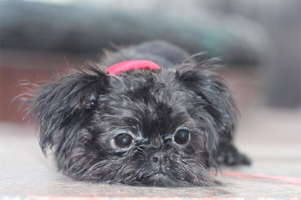 Снуппи Х'ИТ УЛДУЗ. Бельгийский гриффон. https://hitulduz.wixsite.com/minidog/kopiya-shenki