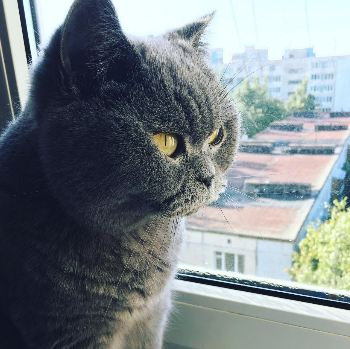 Кошки гуляют сами по себе