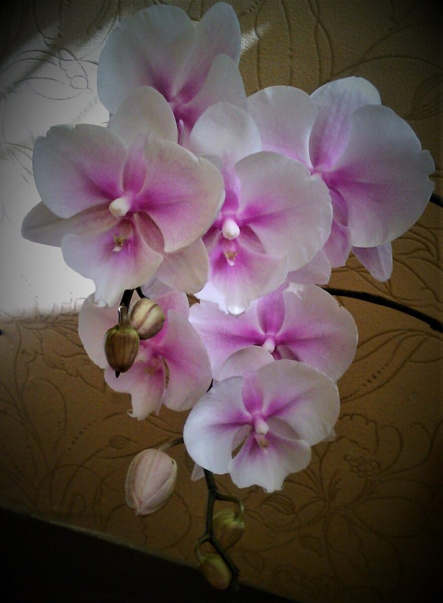 Виды и сорта орхидеи Фаленопсис с фото и названиями