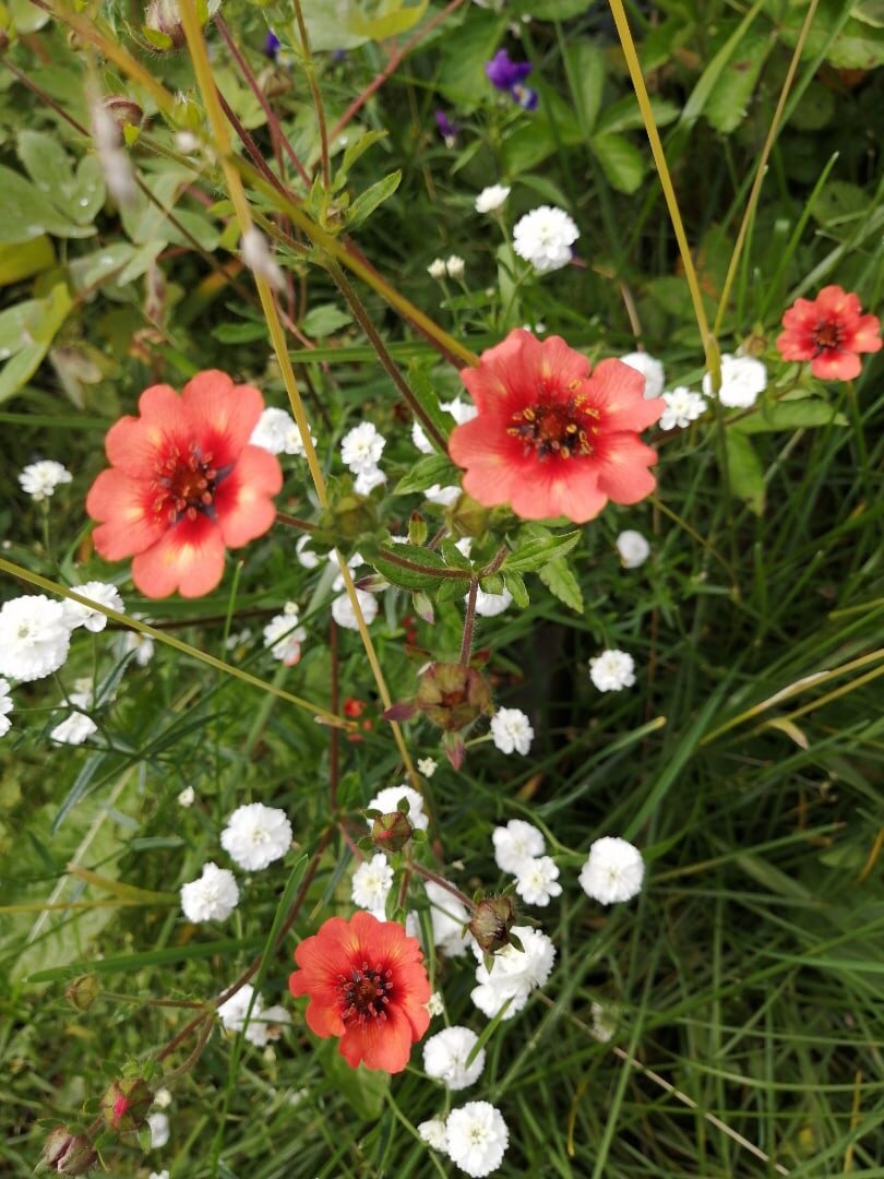 Красненький цветочек остался мною неопознанным. Гравилат?