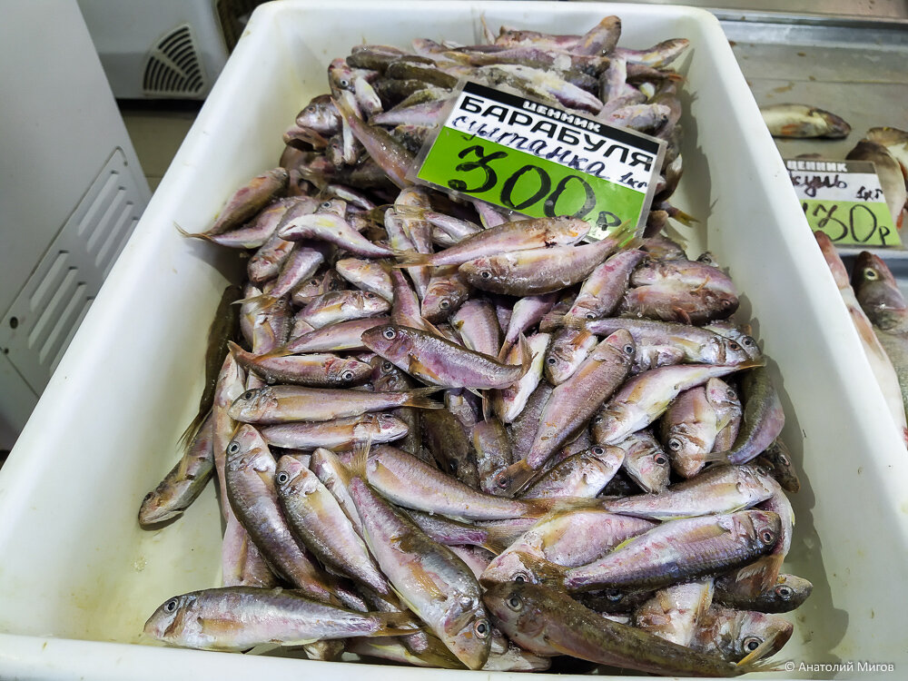Рыбный рынок в Крыму. Какую свежую рыбу можно купить в середине августа и за какую цену?