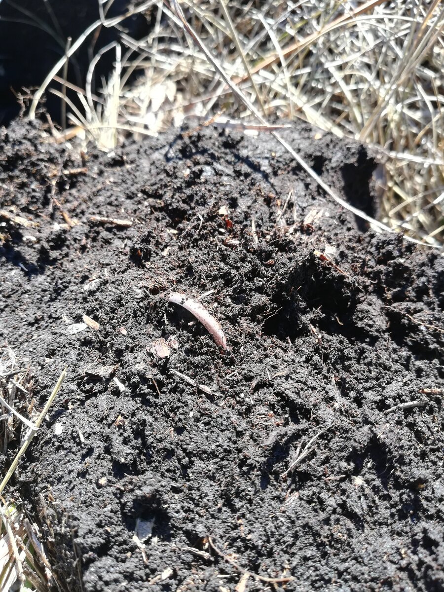 Обручалка. Первое золотишко. 