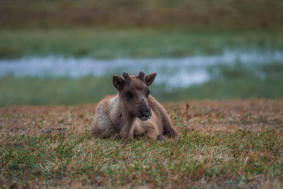 Фото Равиля Сафафрбекова