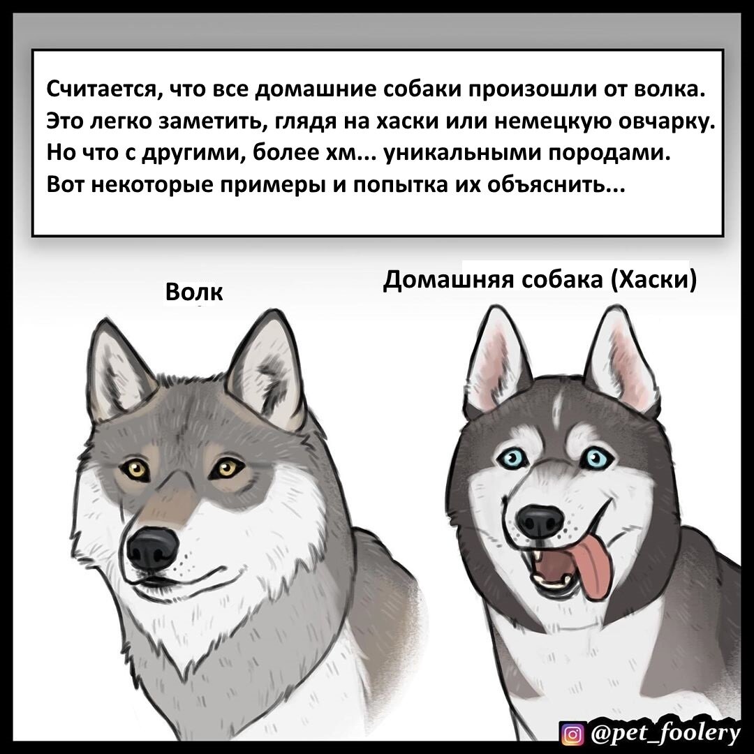 Источник: Инстаграм pet_foolery. Перевод: https://vk.com/pixie_and_brutus