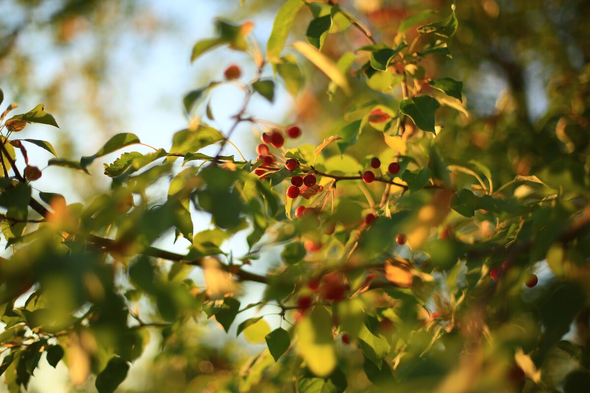 Осень наступает (фото автора).