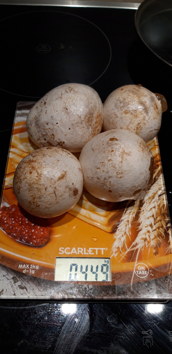 Такой «шарик» имеет, так сказать, вес: экземпляры молодых плодовых тел веселки, собранные мной, весили в среднем от 80 до 120 граммов.