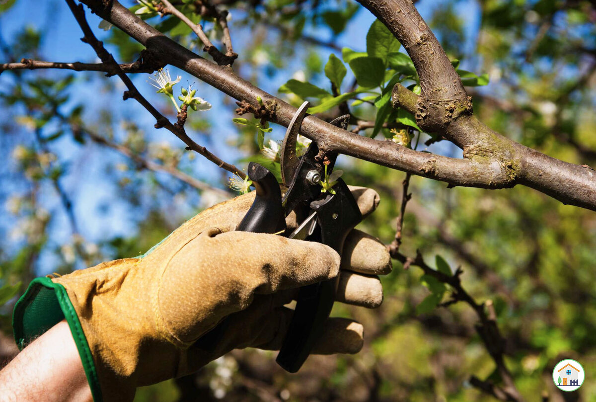 Обрезка ветки яблони.