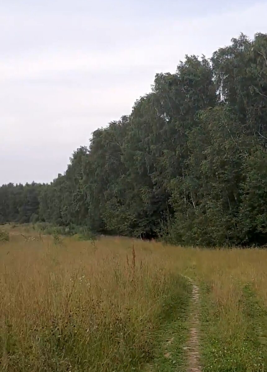 Лес смешанный