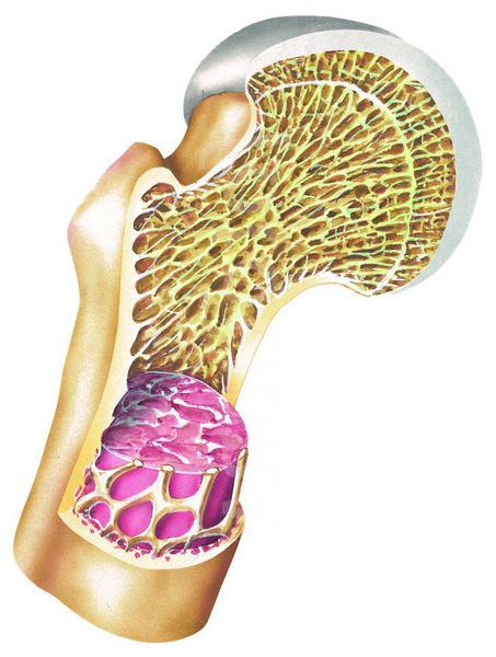 Костная кость. Трубчатые кости и губчатые кости. Костный мозг в губчатой кости. Губчатая кость красный костный мозг. Губчатая кость внутри.