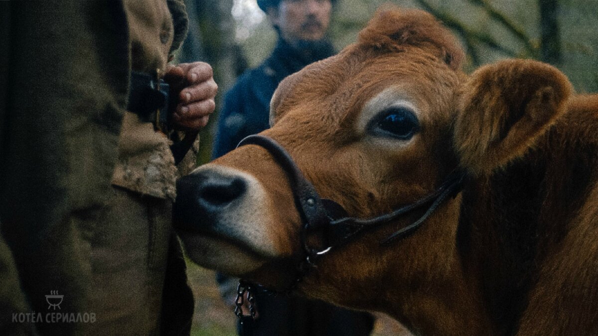 На роль коровы проводился настоящий кастинг! Выбрали самую очаровательную с большими и голубыми глазами.