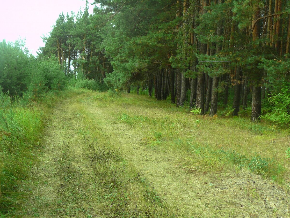Дороги, ведущие к грибам. фото автора