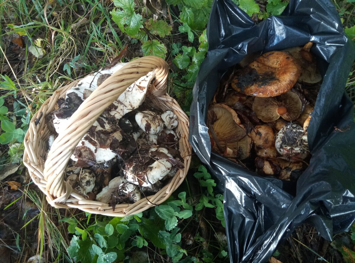 Второй пакет наберем позже )))