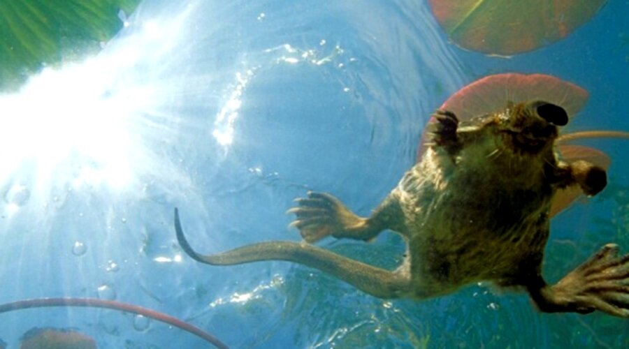 Выхухоль очень хорошо плавает...