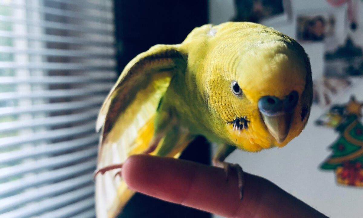 Тэри потягивается на пальце. 