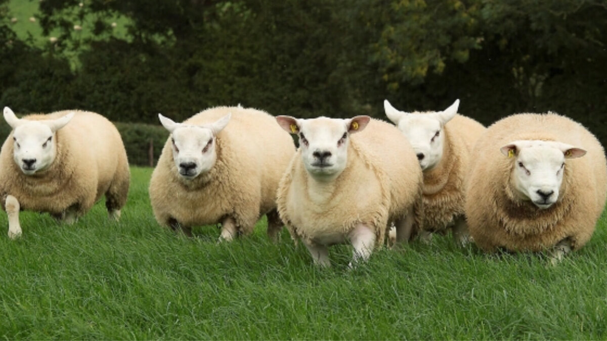 Фотография взята с интернет-источников 