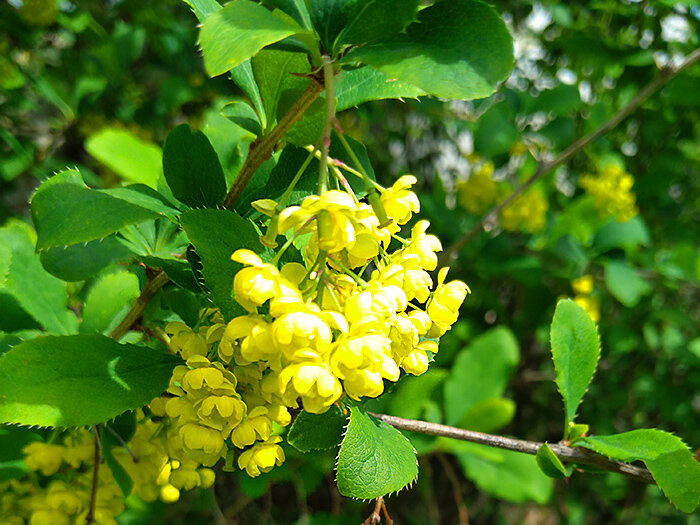 Цветение барбариса в саду
