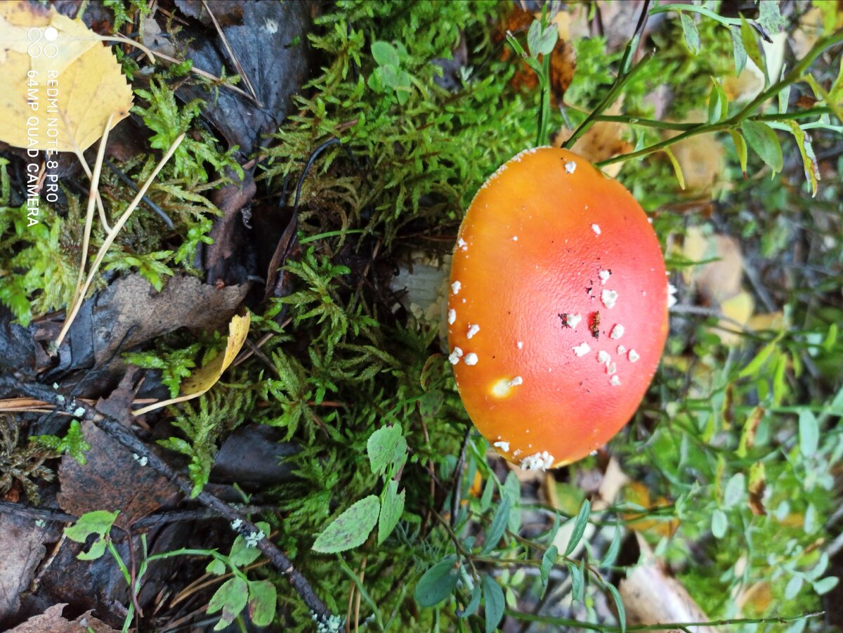 Какой-то рыжий. 