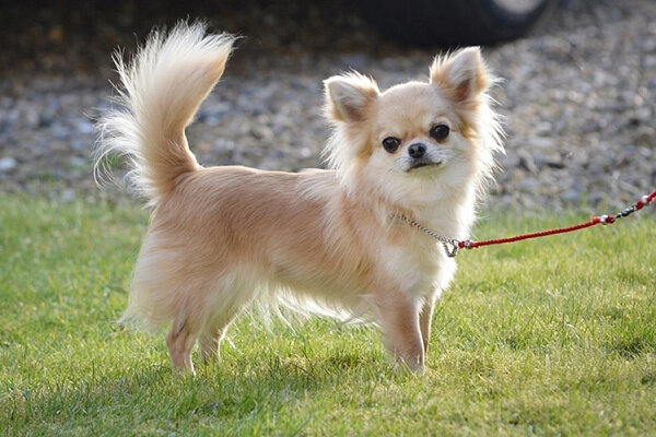 Источник: https://hvost.news/animals/dogs-breeds/chikhuakhua/