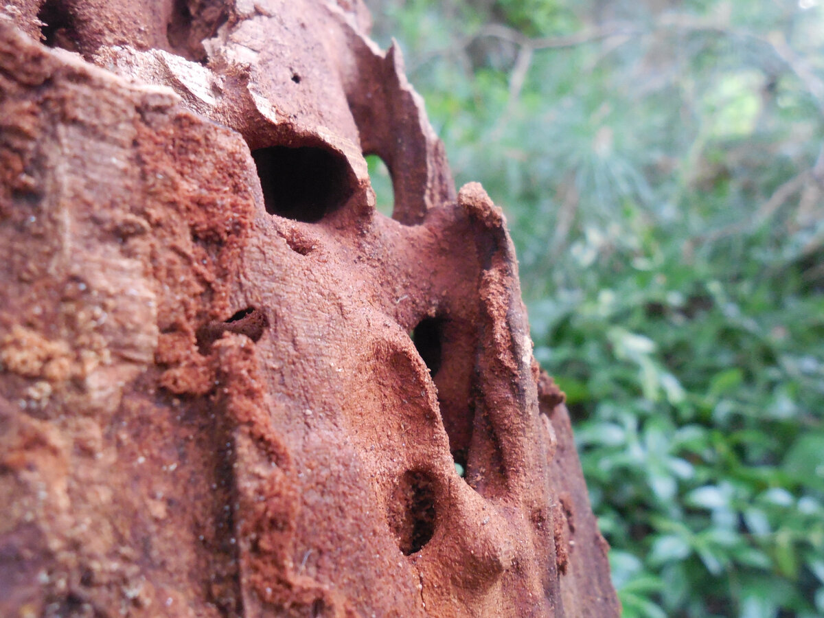 Кусок коры. В рутарий? или в стампери? Всё может быть!