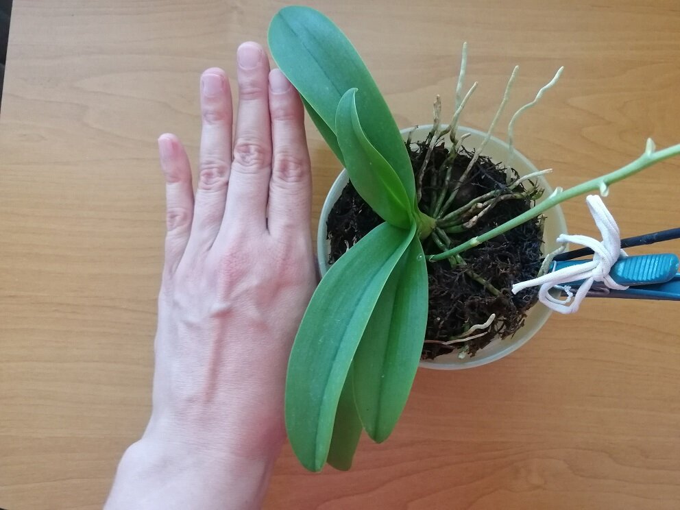 Орхидея Сапфир имеет компактную розетку