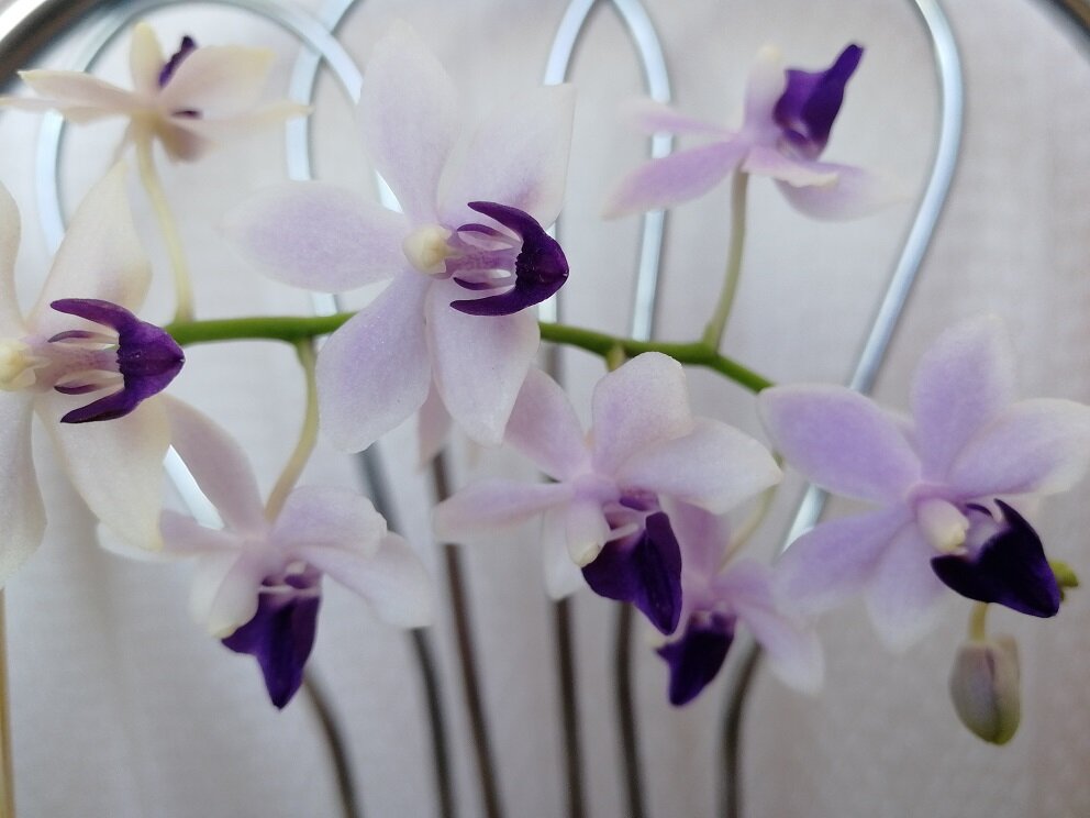 Цветочки небольшие 3-4 см сине-фиолетового оттенка