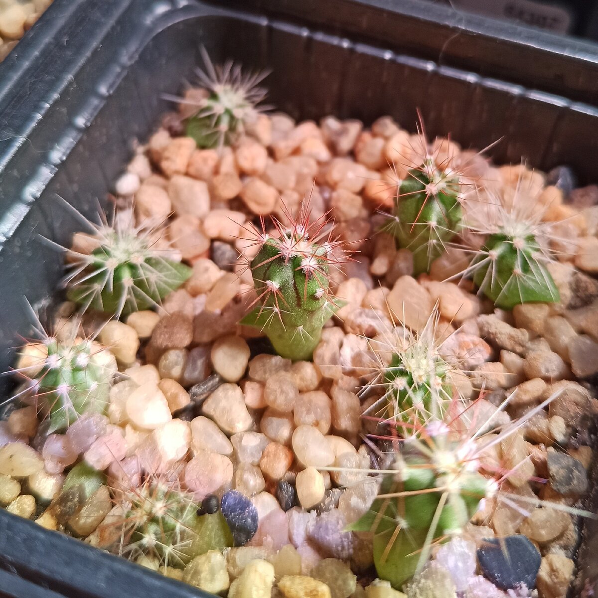 "Забавные ежата" - фото от 11.09.2020