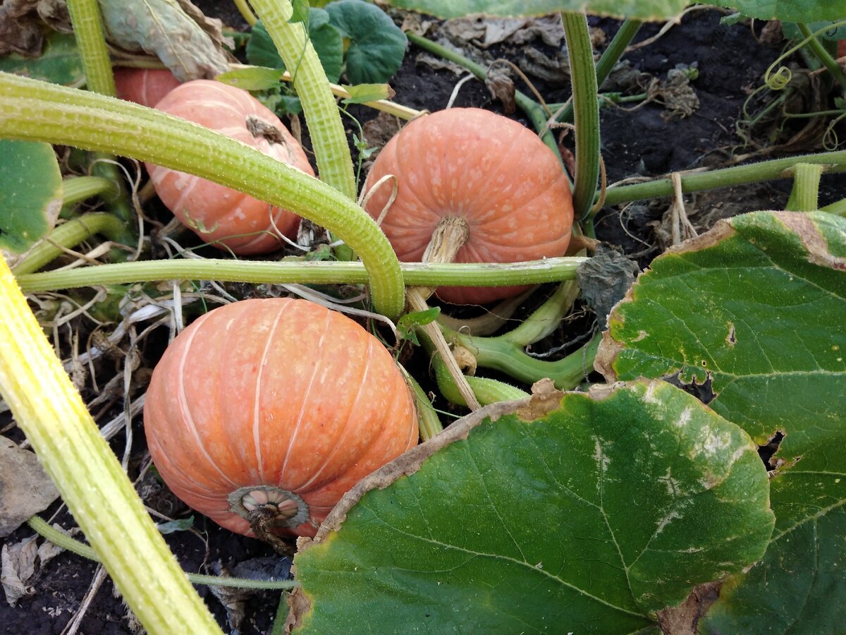 Фото автора. Вот такая красавица! Будем кашу варит и парить.