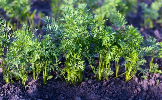 Здоровая ботва моркови. © Bill Heavey