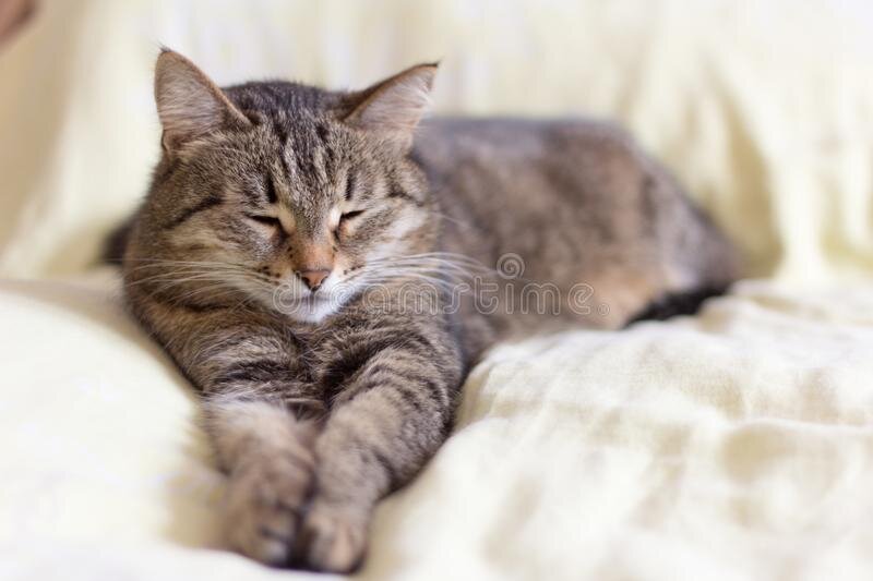 Яндекс-картинки