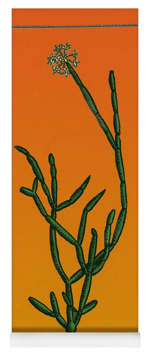 Из этого растения делали нектар сомы, кое-где даже пишут что сома - это напиток богов