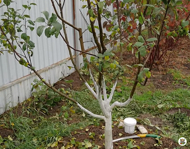 Подготовка яблони к зиме