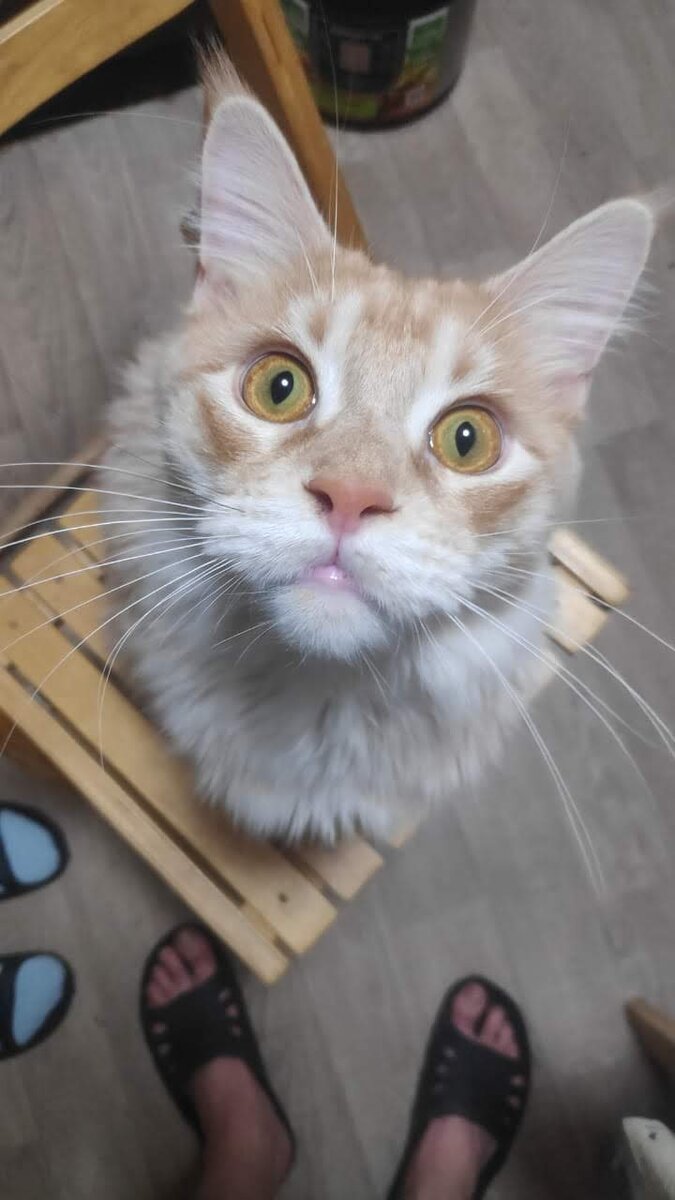 Наш котик. Всей семьёй его обожаем!!!