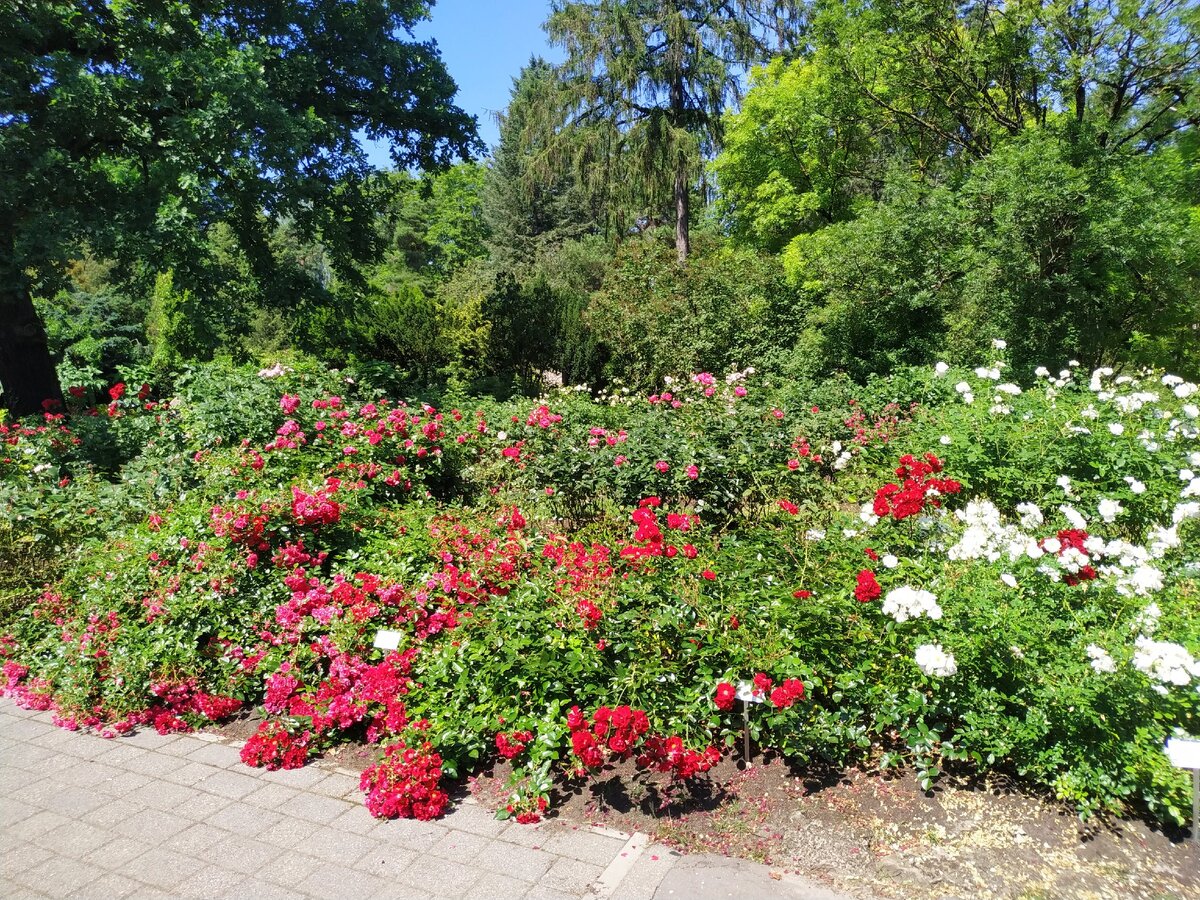 Ботанический сад. Невероятно красивое место. Будете в в Риге летом, обязательно сходите.  Во все оранжереи вход бесплатный. 