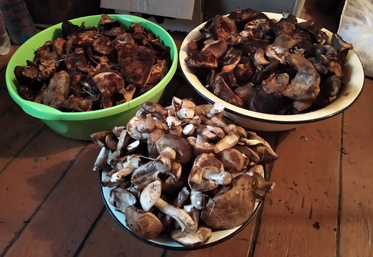 Грибочки, грибочки)))