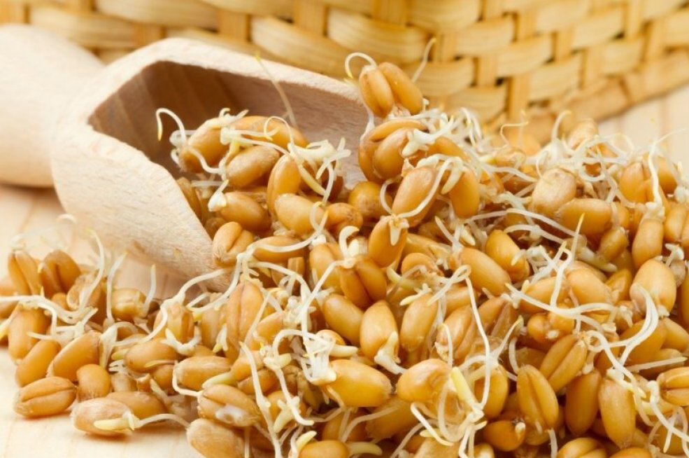 Проросшая пшеница