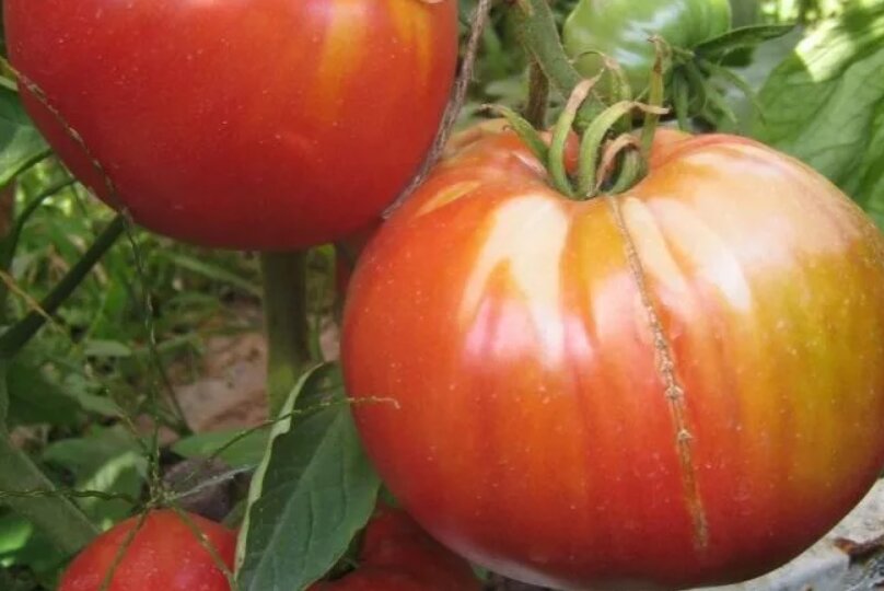 томат инзель перле. томат «куст говядины» (канада). томат ведро с куста. говядина с куста томат описание. говядина с куста томат описание.