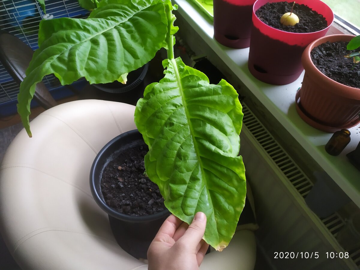 Длина листа 34 см, ширина 17,5 см; один из самых моих больших листов и думаю, что он будет еще больше