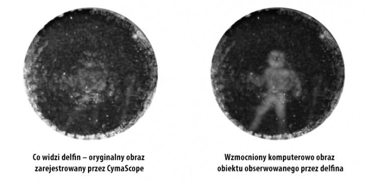 Человек глазами дельфина. Источник luckclub.ru