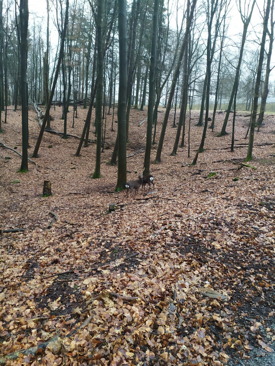 Фотографии не передают, но деревья на самом деле большие.