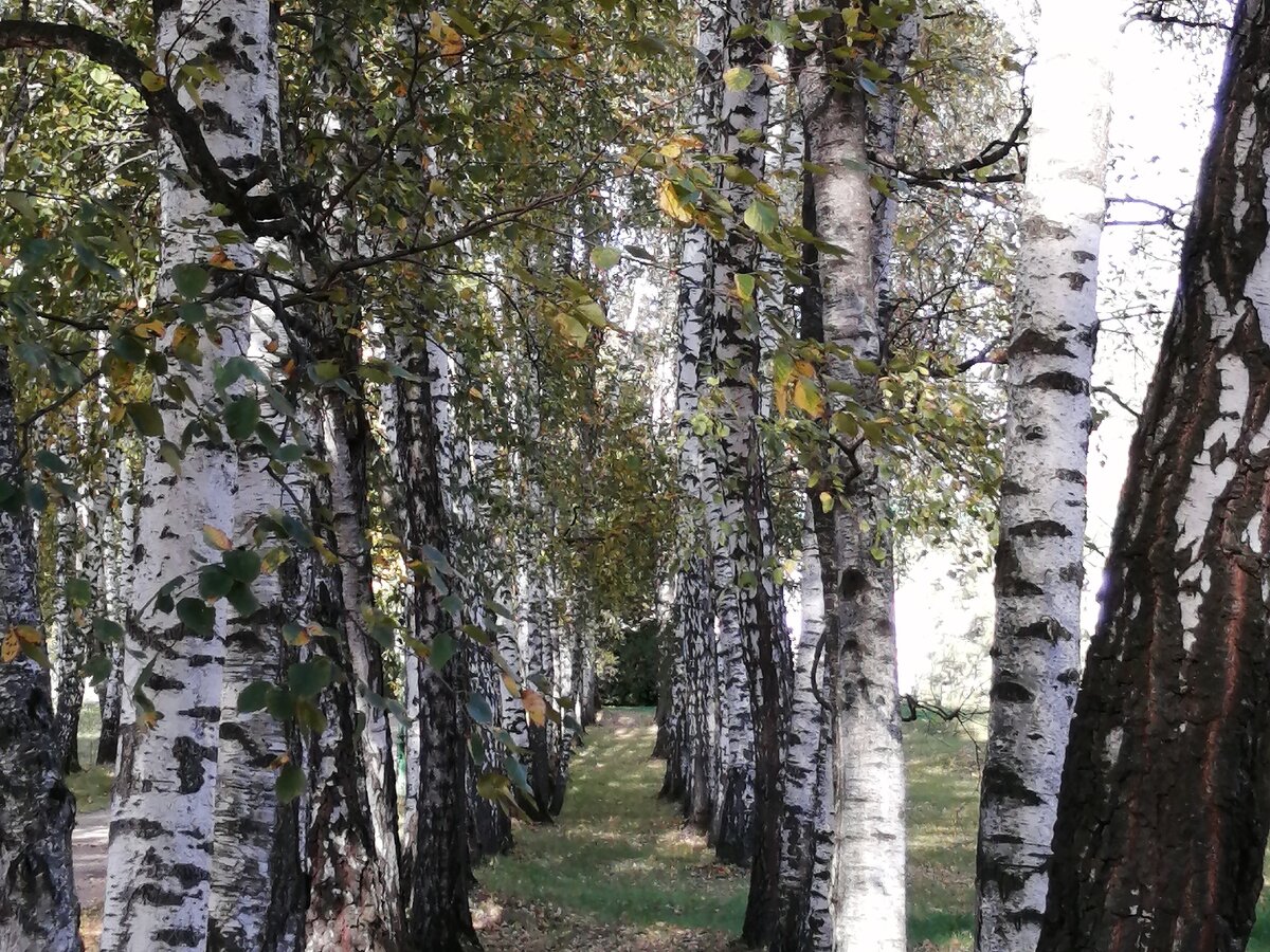 Фото поляна омск ясная поляна