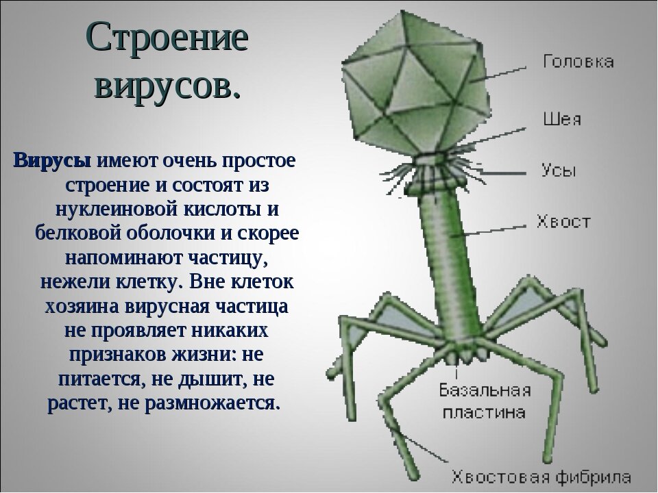 Краткое строение. Строение вирусов биология 10 класс кратко. Строение вируса биология 10. Вирусы строение и функции. Строение вируса 5 класс биология